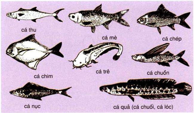 Hãy sắp xếp tên các loài cá vẽ dưới đây vào nhóm thích hợp
