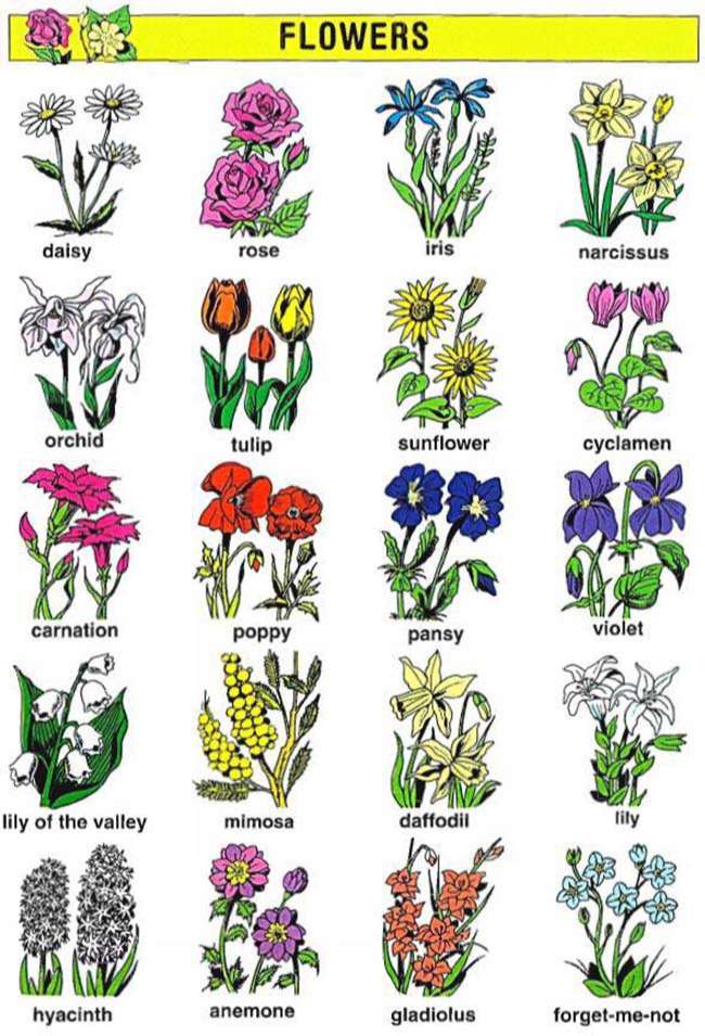 Từ vựng tiếng Anh về Các loài hoa